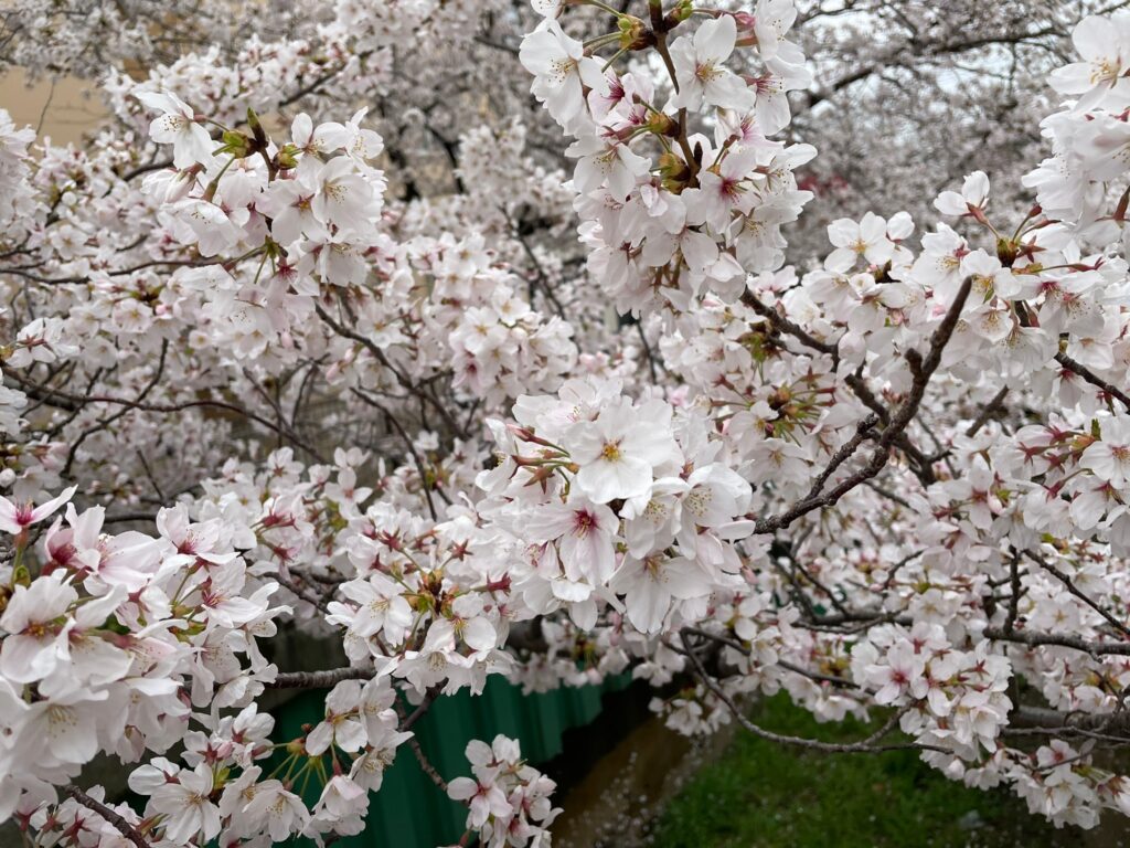 timeline_20210325_175335